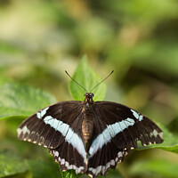 Buy canvas prints of Butterfly: African Banded. Papilio Niereus. by Andrew Bartlett