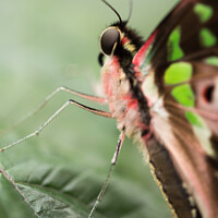 Buy canvas prints of Butterfly: Tailed Jay. Graphium Agamemnon. by Andrew Bartlett