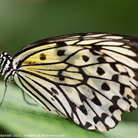 Buy canvas prints of Butterfly: White Tree Nymph. Idea Leuconoe. by Andrew Bartlett