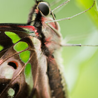 Buy canvas prints of Graphium Agamemnon.  Tailed Jay Butterfly by Andrew Bartlett