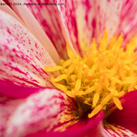 Buy canvas prints of Macro of a pink Chrysanthemum by Andrew Bartlett