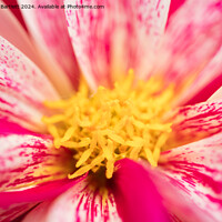 Buy canvas prints of Macro of a pink Chrysanthemum by Andrew Bartlett