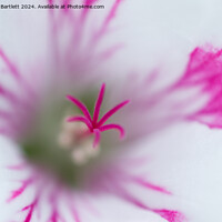 Buy canvas prints of Macro of a whiteGeranium by Andrew Bartlett