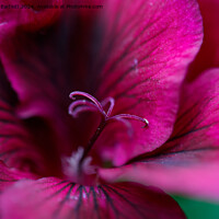 Buy canvas prints of Macro of a purple Geranium by Andrew Bartlett