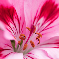Buy canvas prints of Macro of a pink Geranium by Andrew Bartlett