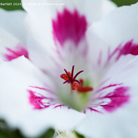 Buy canvas prints of Macro of a white Geranium by Andrew Bartlett
