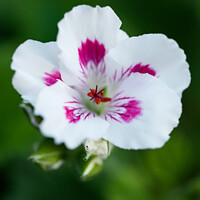 Buy canvas prints of Macro of a white Geranium. by Andrew Bartlett