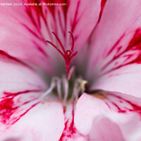 Buy canvas prints of Macro of a pink Geranium by Andrew Bartlett