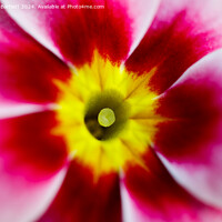 Buy canvas prints of Macro of a pink Polyanthus by Andrew Bartlett
