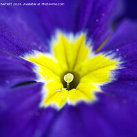 Buy canvas prints of Macro of a purple Polyanthus. by Andrew Bartlett