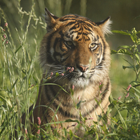 Buy canvas prints of  Sumatran Tiger by Andrew Bartlett