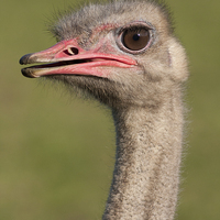 Buy canvas prints of  Ostrich by Andrew Bartlett