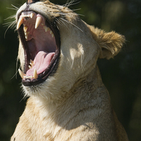 Buy canvas prints of  Lioness yawning by Andrew Bartlett
