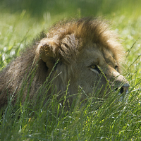 Buy canvas prints of  Male African Lion by Andrew Bartlett