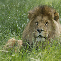 Buy canvas prints of Male African Lion  by Andrew Bartlett