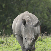 Buy canvas prints of  Southern White Rhino by Andrew Bartlett