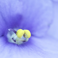 Buy canvas prints of Macro of a Saintpaulia flower. by Andrew Bartlett