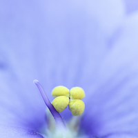 Buy canvas prints of Macro of a Saintpaulia flower.  by Andrew Bartlett