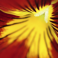Buy canvas prints of Macro of a Pansy. by Andrew Bartlett