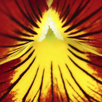 Buy canvas prints of  Macro of a Pansy. by Andrew Bartlett