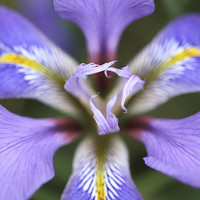 Buy canvas prints of Iris unguicularis 'Mary Barnard' macro by Andrew Bartlett