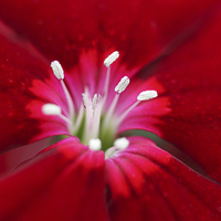 Buy canvas prints of  Macro of a Dianthus. by Andrew Bartlett