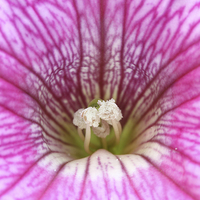 Buy canvas prints of Macro of a Petunia by Andrew Bartlett