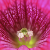 Buy canvas prints of  Macro of a Petunia. by Andrew Bartlett