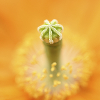 Buy canvas prints of Flower macro of a Palaver Californium tropical flo by Andrew Bartlett