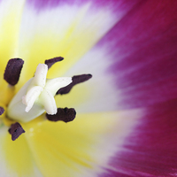 Buy canvas prints of Macro of a Tulip by Andrew Bartlett