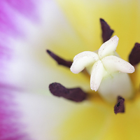 Buy canvas prints of  Macro of a Tulip. by Andrew Bartlett