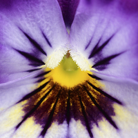 Buy canvas prints of  Macro of a Pansy by Andrew Bartlett