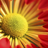 Buy canvas prints of  Macro of a Chrysanthemum. by Andrew Bartlett