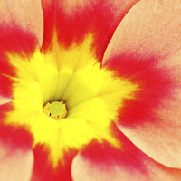 Buy canvas prints of Macro of a Polyanthus.  by Andrew Bartlett