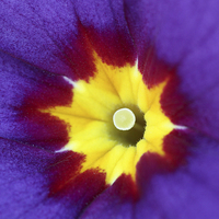 Buy canvas prints of  Macro of a Polyanthus by Andrew Bartlett