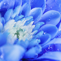 Buy canvas prints of  Macro of a Chrysanthemum by Andrew Bartlett
