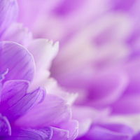 Buy canvas prints of  Macro of a purple Chrysanthemum by Andrew Bartlett