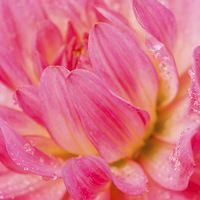 Buy canvas prints of  Macro of a Dahlia. by Andrew Bartlett