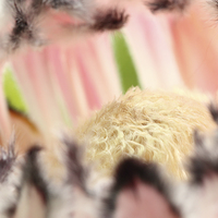 Buy canvas prints of  Macro of Protea 'Pink Ice' flower by Andrew Bartlett