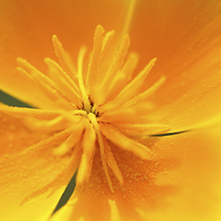 Buy canvas prints of California Annuals macro. by Andrew Bartlett