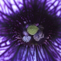 Buy canvas prints of  Macro of a purple Petunia. by Andrew Bartlett