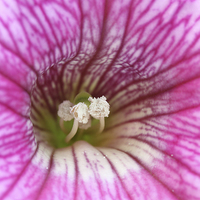 Buy canvas prints of  Macro of a pink Petunia by Andrew Bartlett