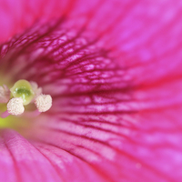 Buy canvas prints of  Macro of a Petunia by Andrew Bartlett