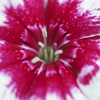 Buy canvas prints of  Macro of a Dianthus. by Andrew Bartlett