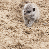 Buy canvas prints of  Baby meerkat by Andrew Bartlett