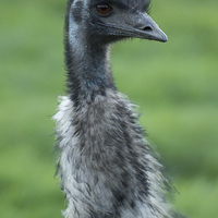 Buy canvas prints of  Emu portrait by Andrew Bartlett