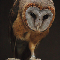Buy canvas prints of  Ashy Faced Barn Owl by Andrew Bartlett