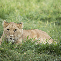 Buy canvas prints of  Female African Lion Cub by Andrew Bartlett
