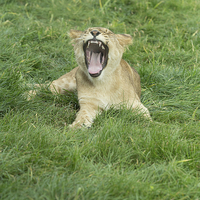 Buy canvas prints of  African Lion Cub Yawning by Andrew Bartlett