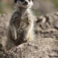 Buy canvas prints of  Young Meerkat by Andrew Bartlett